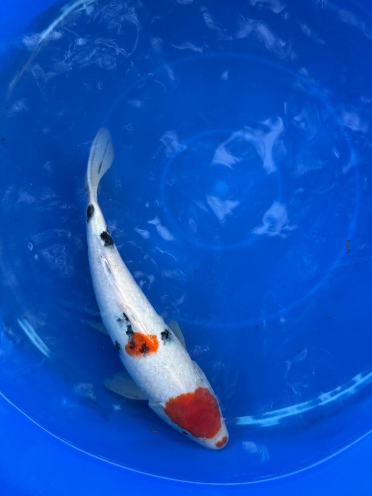 10" Sanke Japanese Import Koi T5