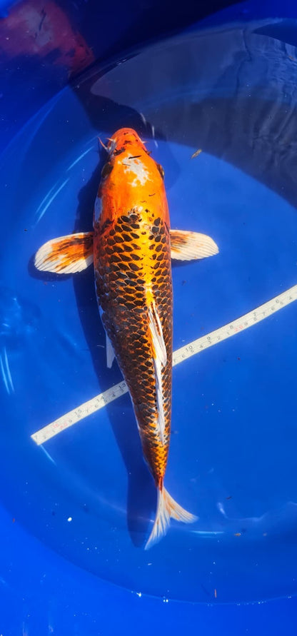 16 inch Kujaku Japanese imported