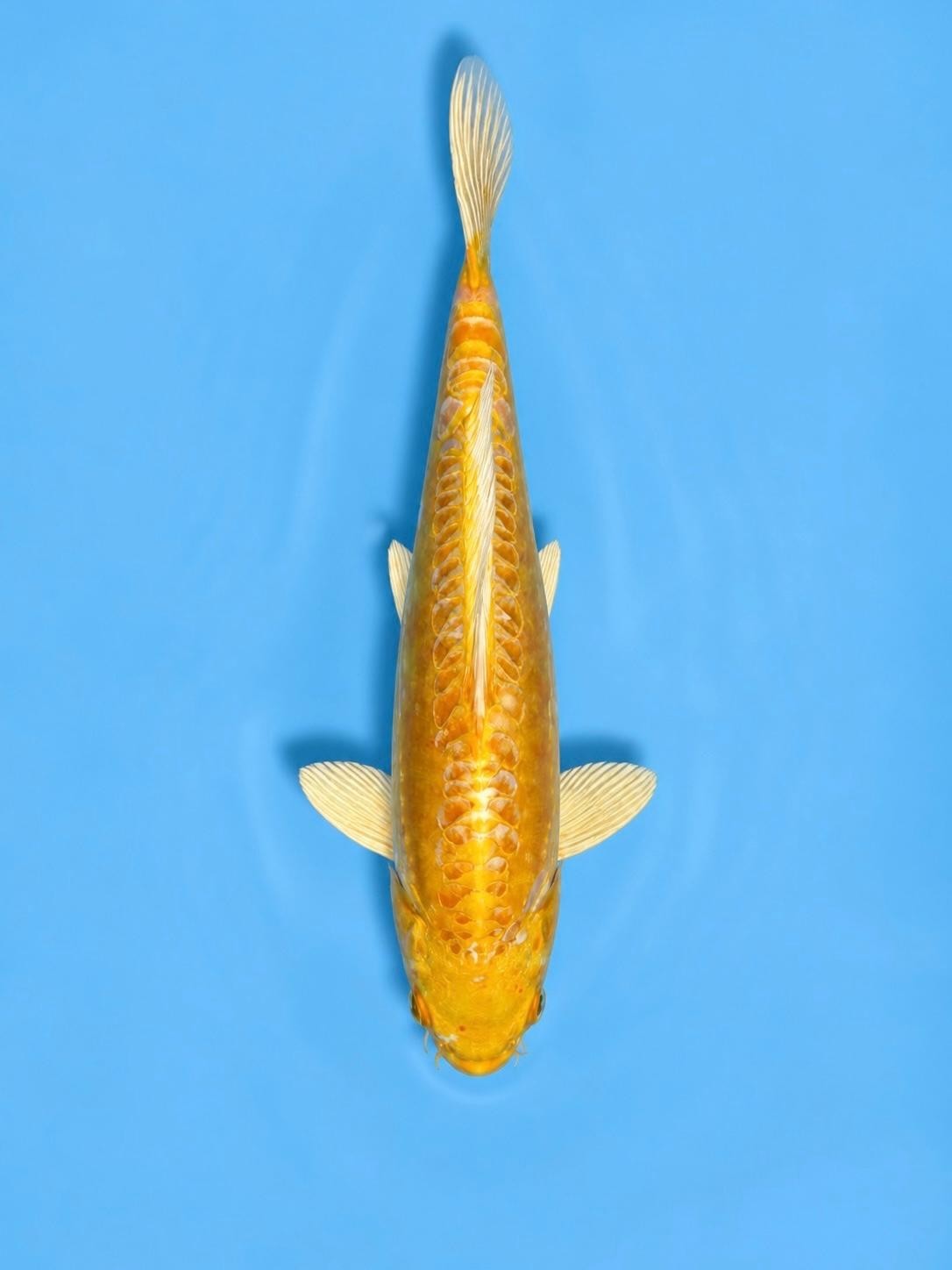12"  Yamabuki Ogon Koi