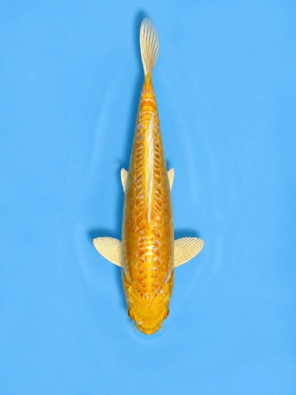 12"  Yamabuki Ogon Koi