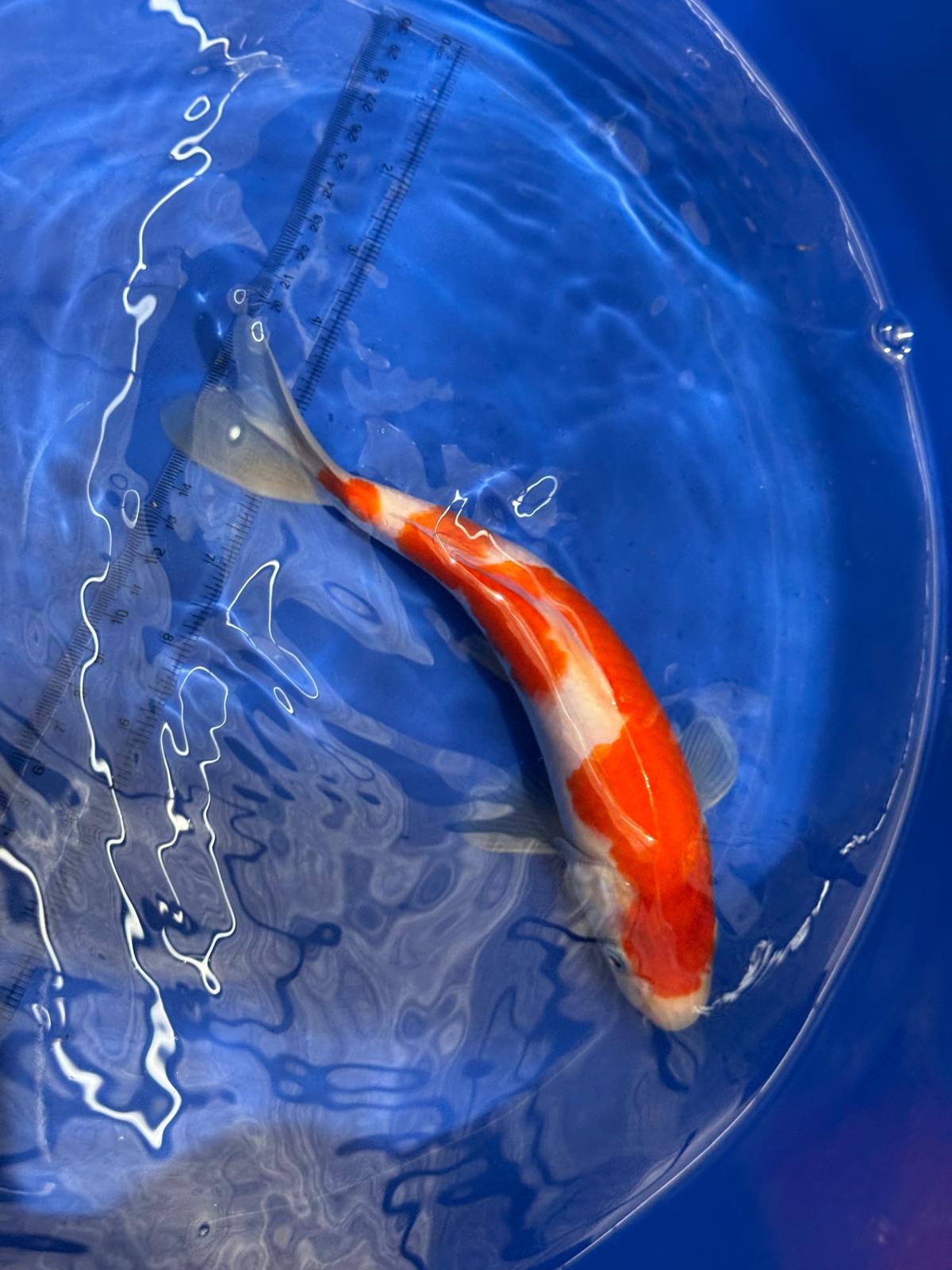 9" Kohaku Japanese Imported (Hand Picked) T2