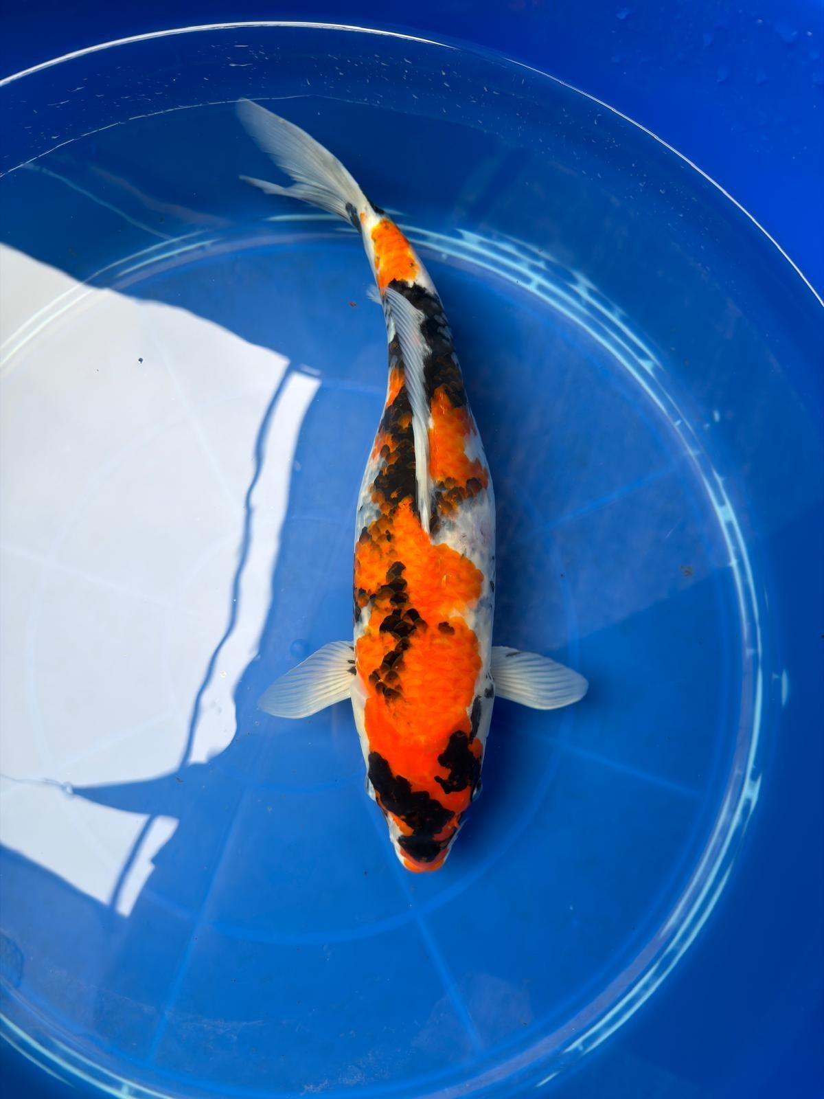 15" Dinichi Showa Japanese Import Koi