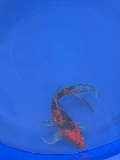 Aka Bekko Butterfly Koi 8"