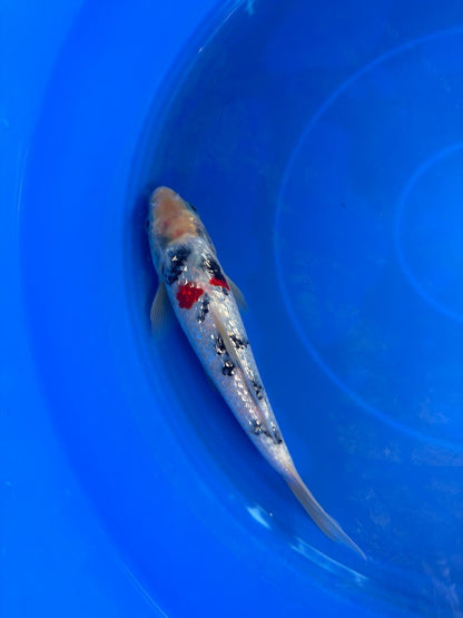 7" Ginrin Sanke  Koi
