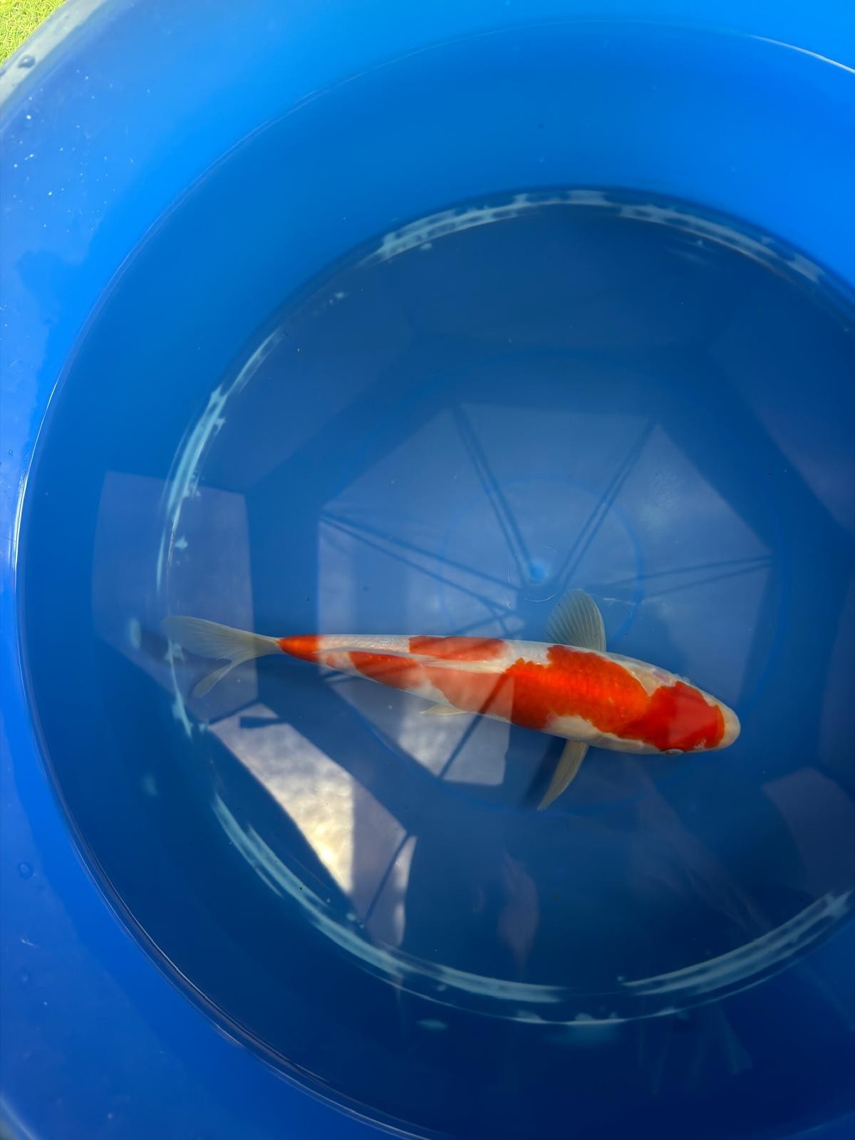8" Kohaku Japanese Imported (HAND PICKED) T2