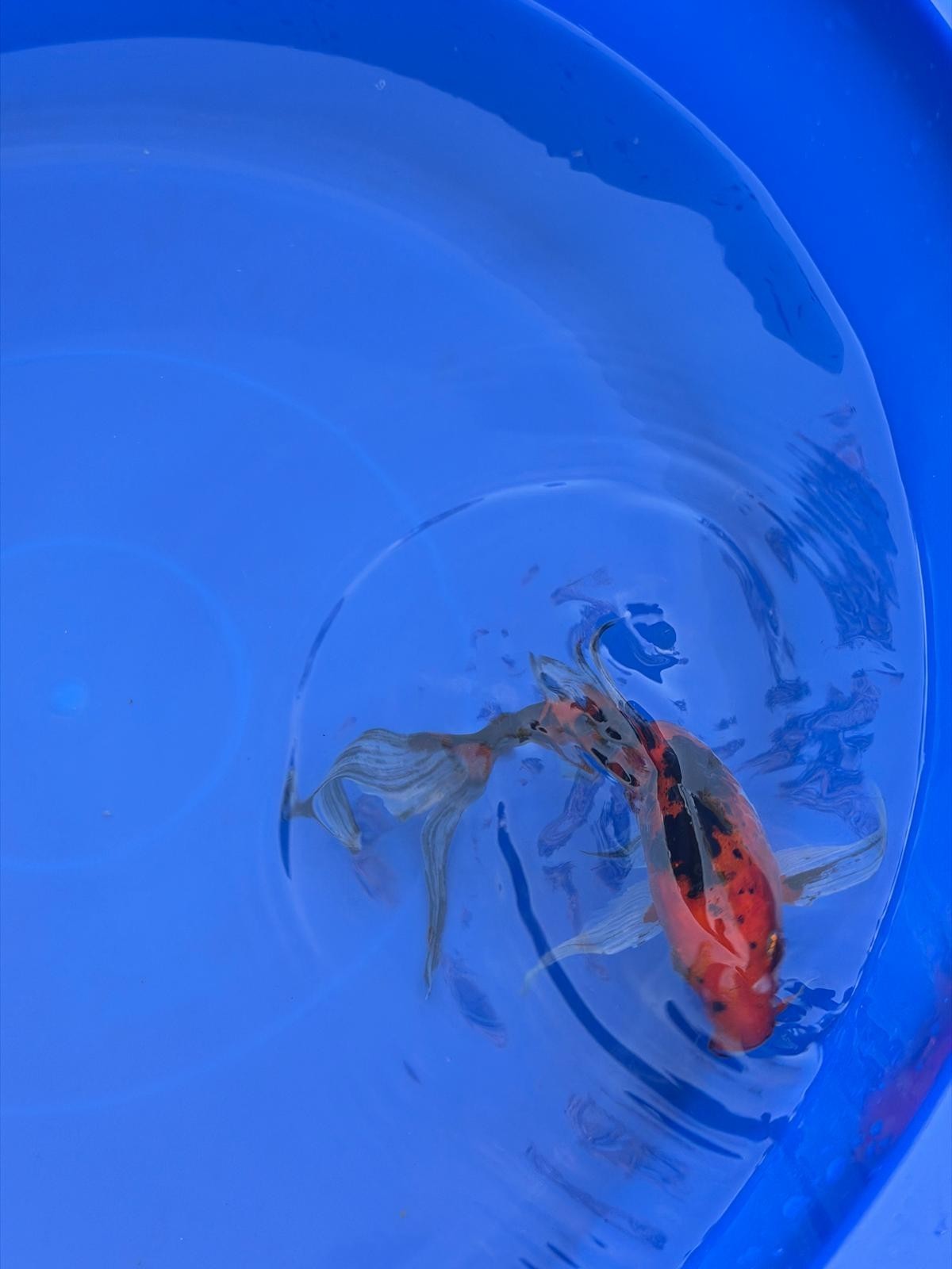 Aka Bekko Butterfly Koi 8"