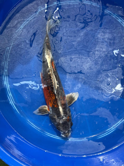 15"  Beni Kikokuryu Japanese Import Koi