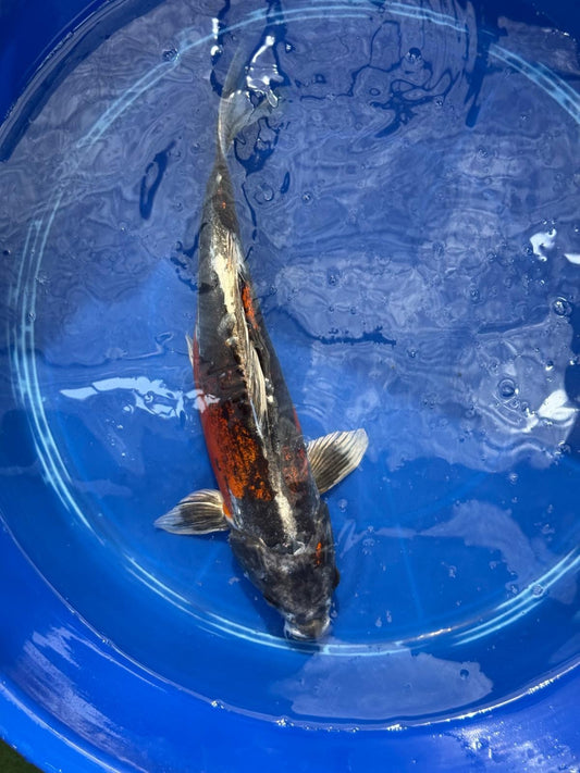 15"  Beni Kikokuryu Japanese Import Koi