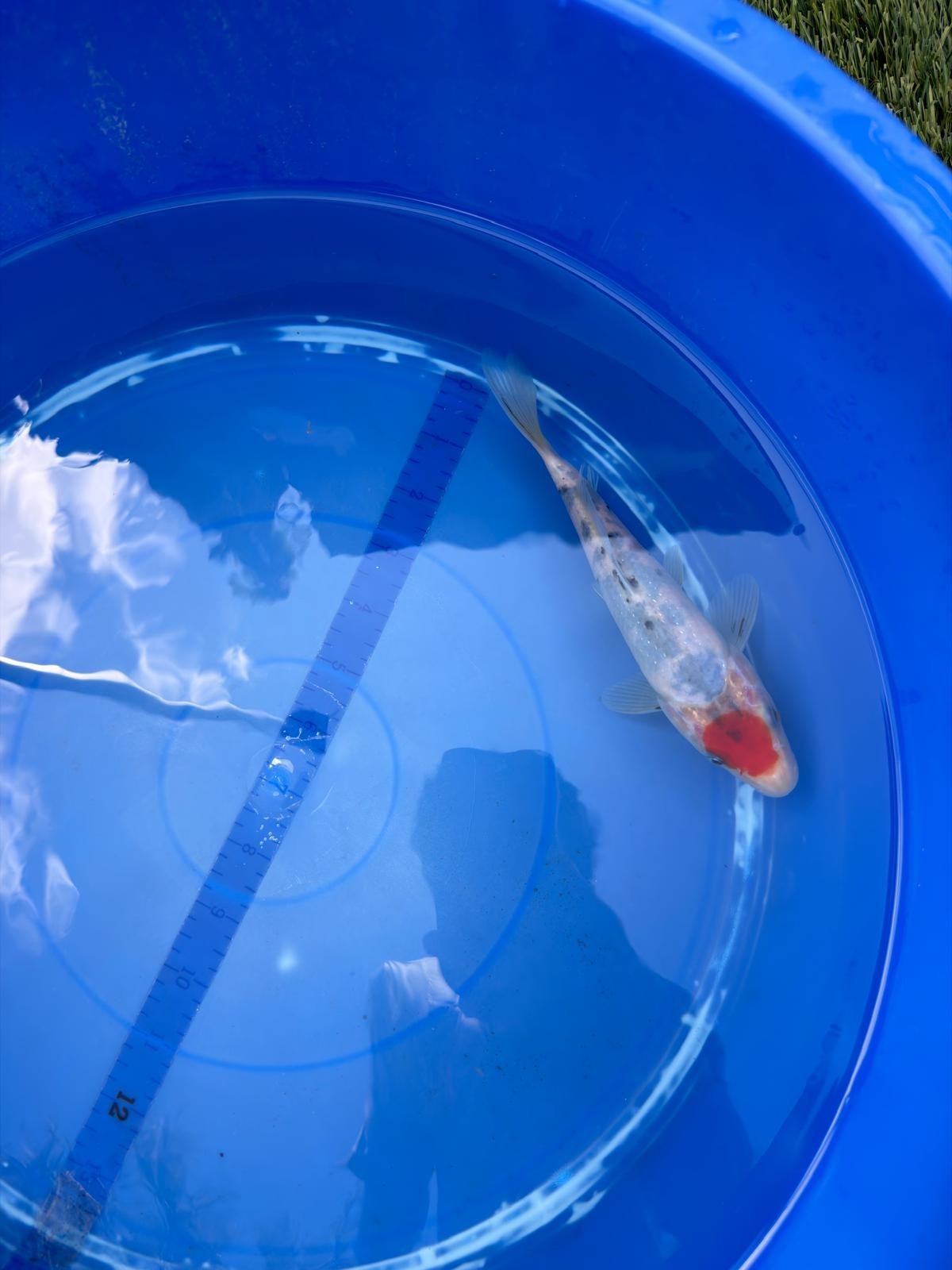 6"  Tancho Sanke Japanese Import Koi