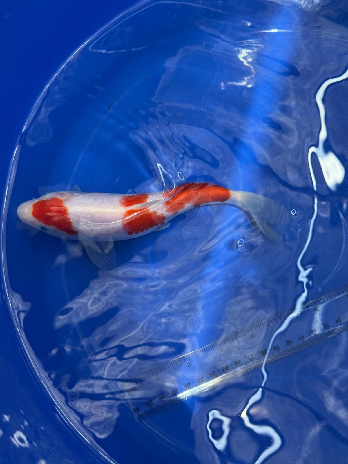 8" Kohaku Japanese Imported HQ(High Quality) T2