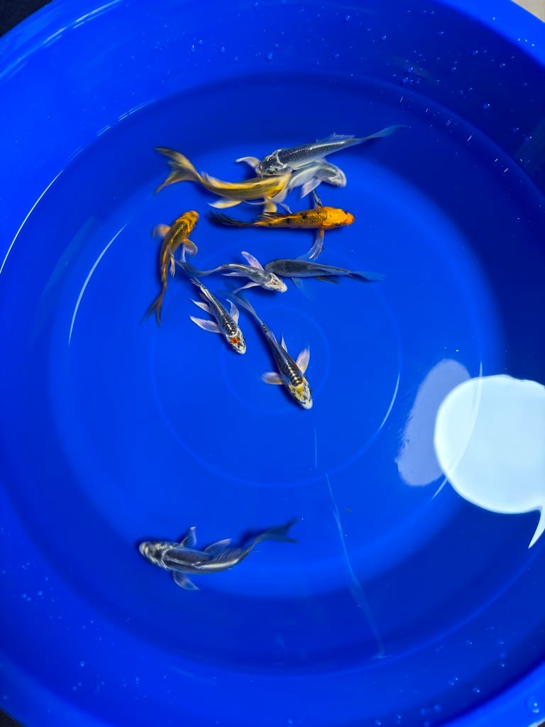 5 Pack of  Butterfly Koi 4 to 6 inch