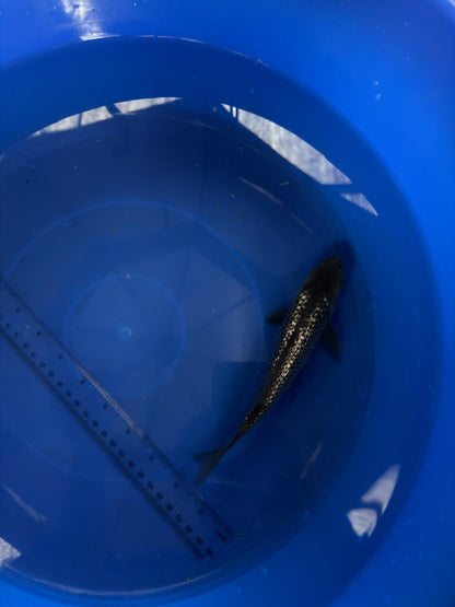 6"  Ginrin Soragoi Japanese Import Koi (Hand Picked) T3