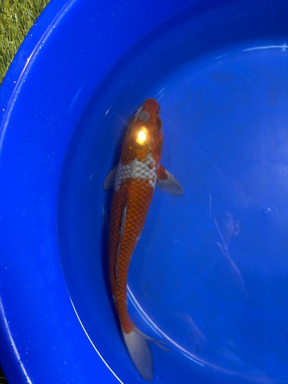 14 Inch Ochiba Japanese Import Koi