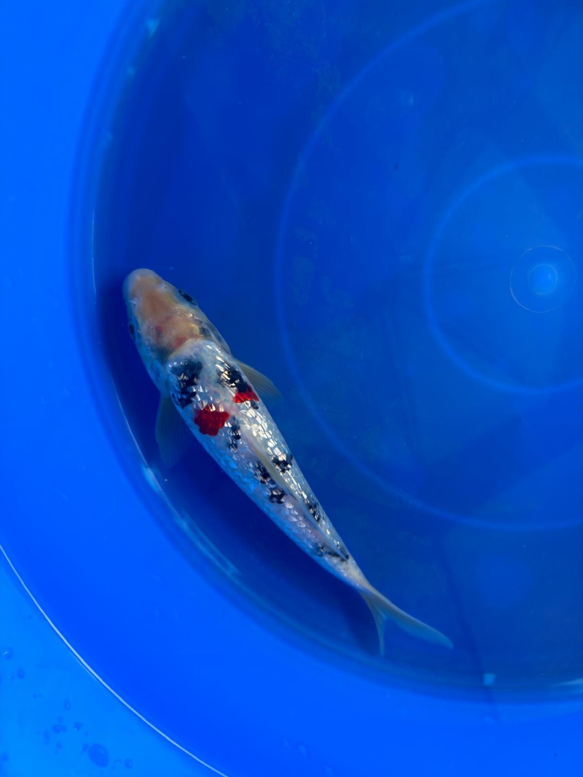 7" Ginrin Sanke  Koi