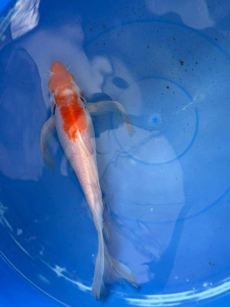 Kohaku Butterfly Koi 10"
