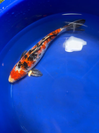 Showa Koi 12" Inches