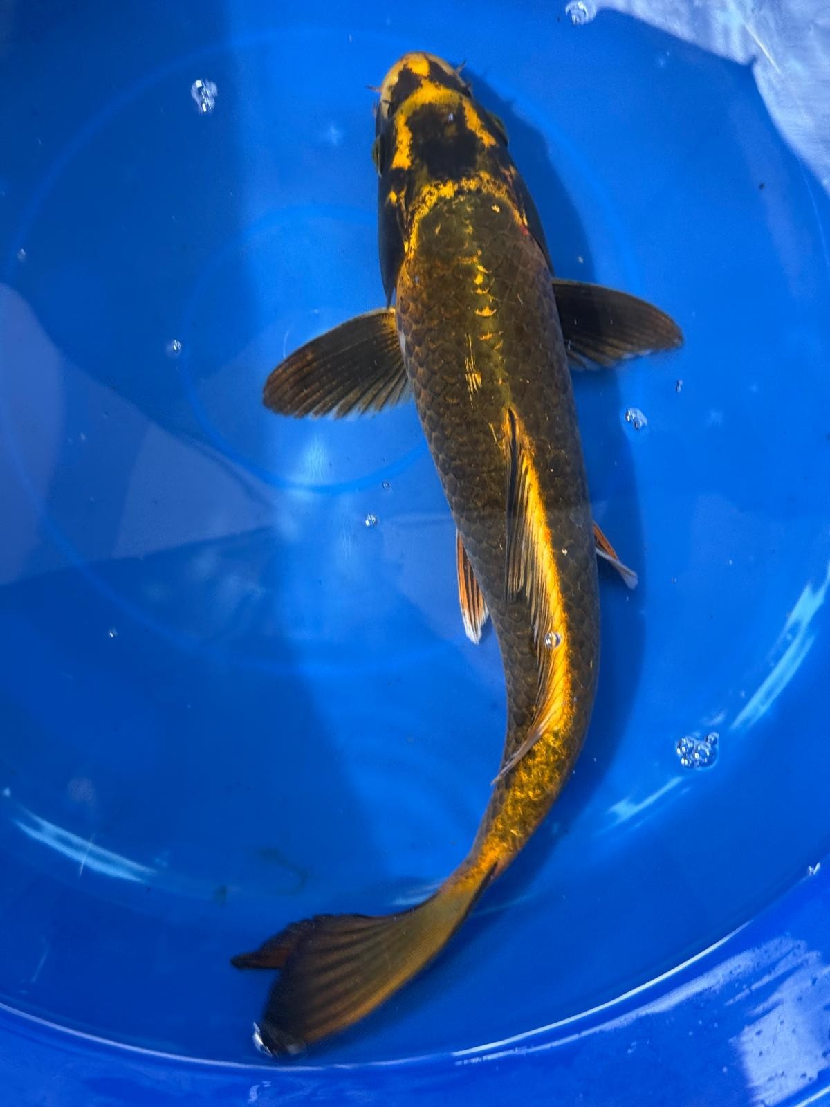 Matsuba Koi 13" C