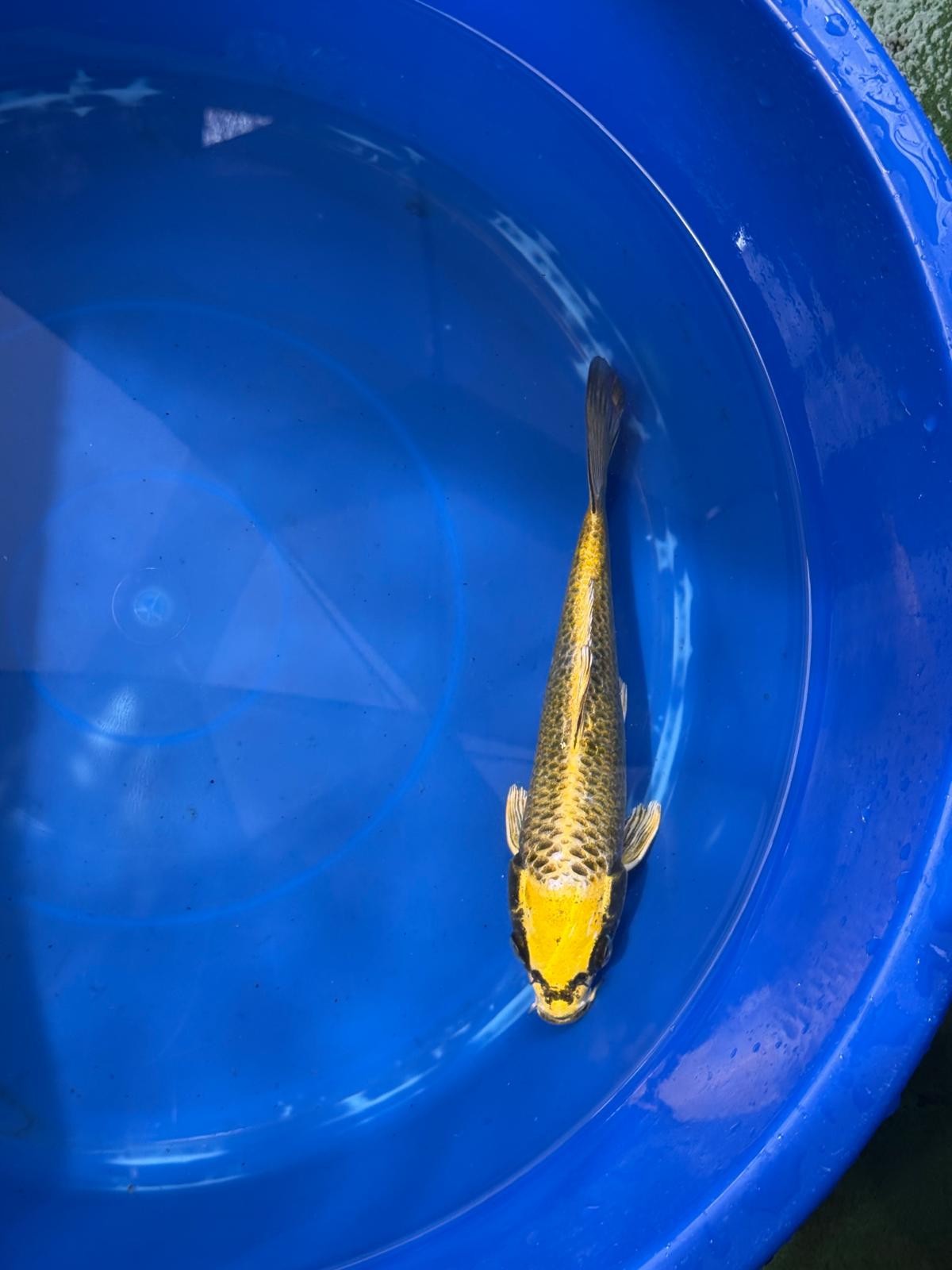 Ki Matsuba 8" Koi D
