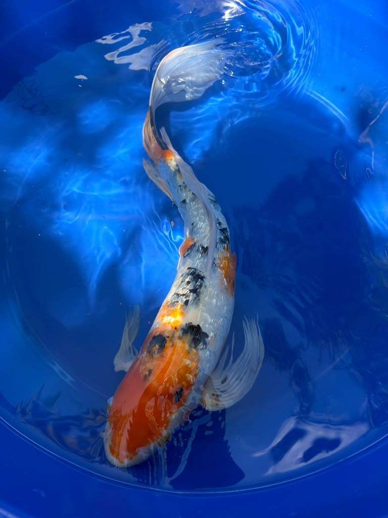 Showa Butterfly Koi 18  Inch