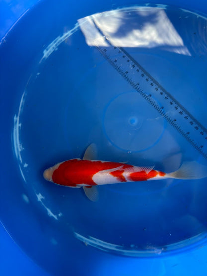 8" Kohaku Japanese Imported (HAND PICKED)