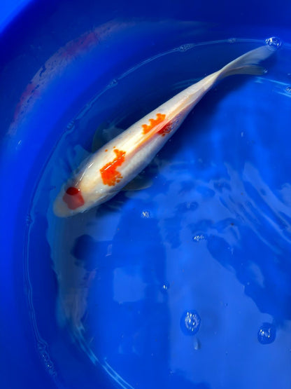 12 Inch Maruten Kohaku Japanese Import Koi GT