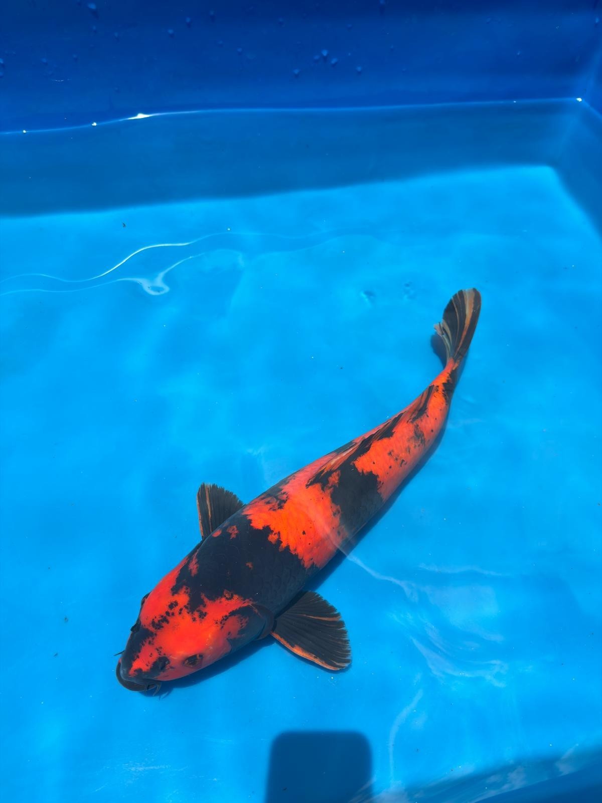18" Hi Utsuri-Japanese Imported-Breeder Certifcate