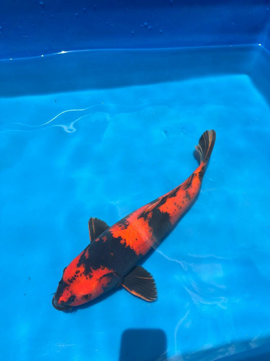 18" Hi Utsuri-Japanese Imported-Breeder Certifcate