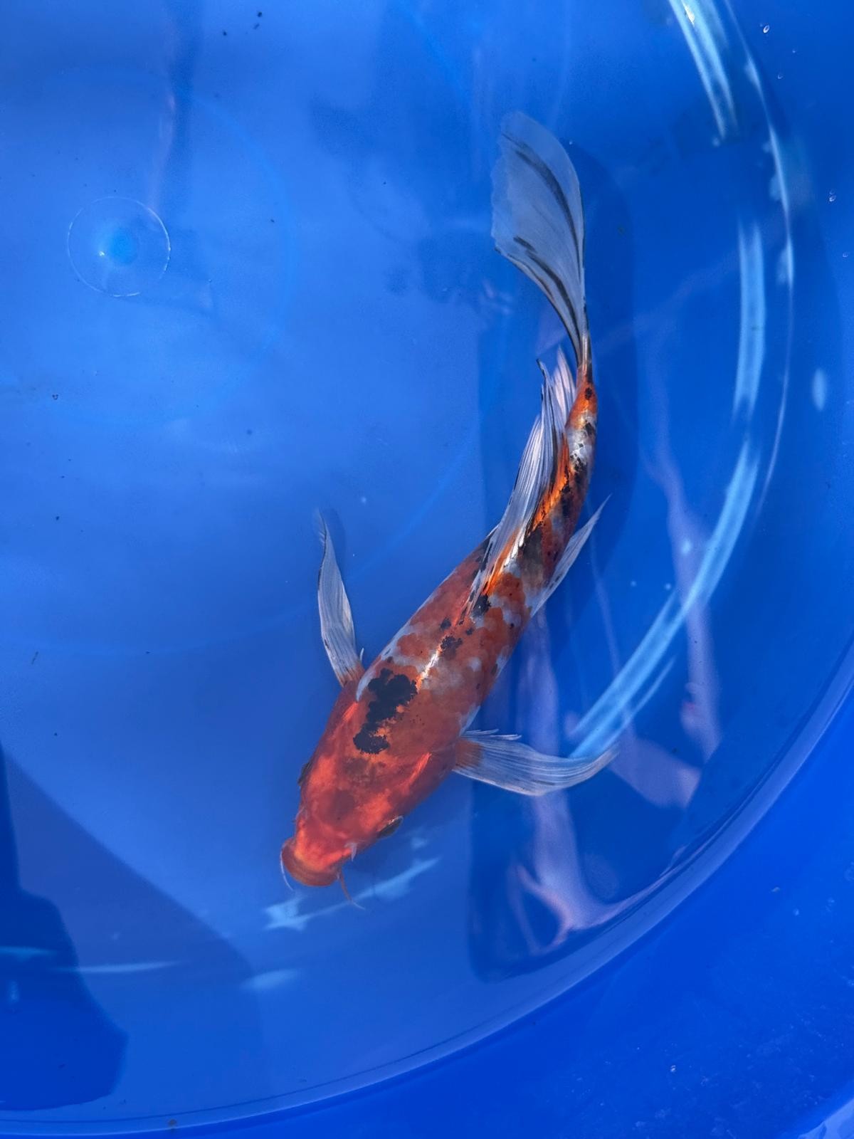 Showa Butterfly Koi 9 Inch