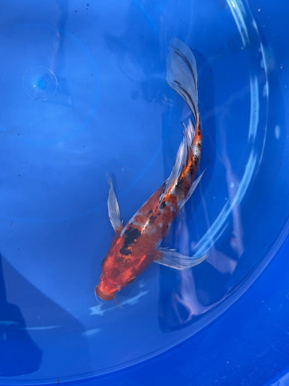 Showa Butterfly Koi 9 Inch