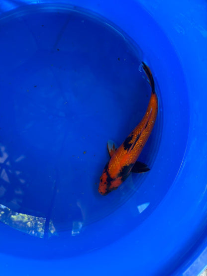 10" Ginrin Hi Utsuri Japanese Imported