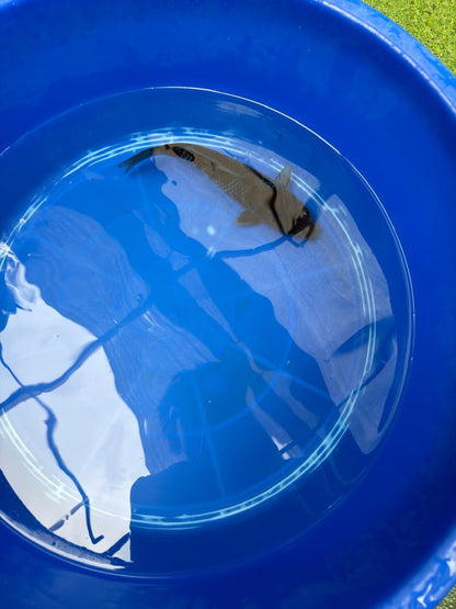Japanese Ochiba Shigure Koi 9"