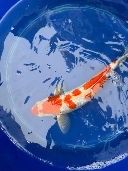 14" Inch "Gin Rin" Kohaku Koi
