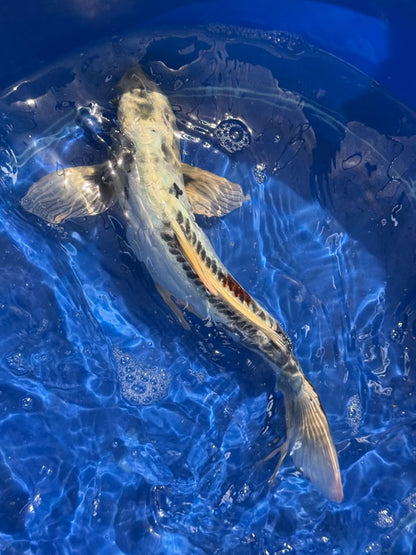 14.5"  Kikokuryu Japanese Import Koi