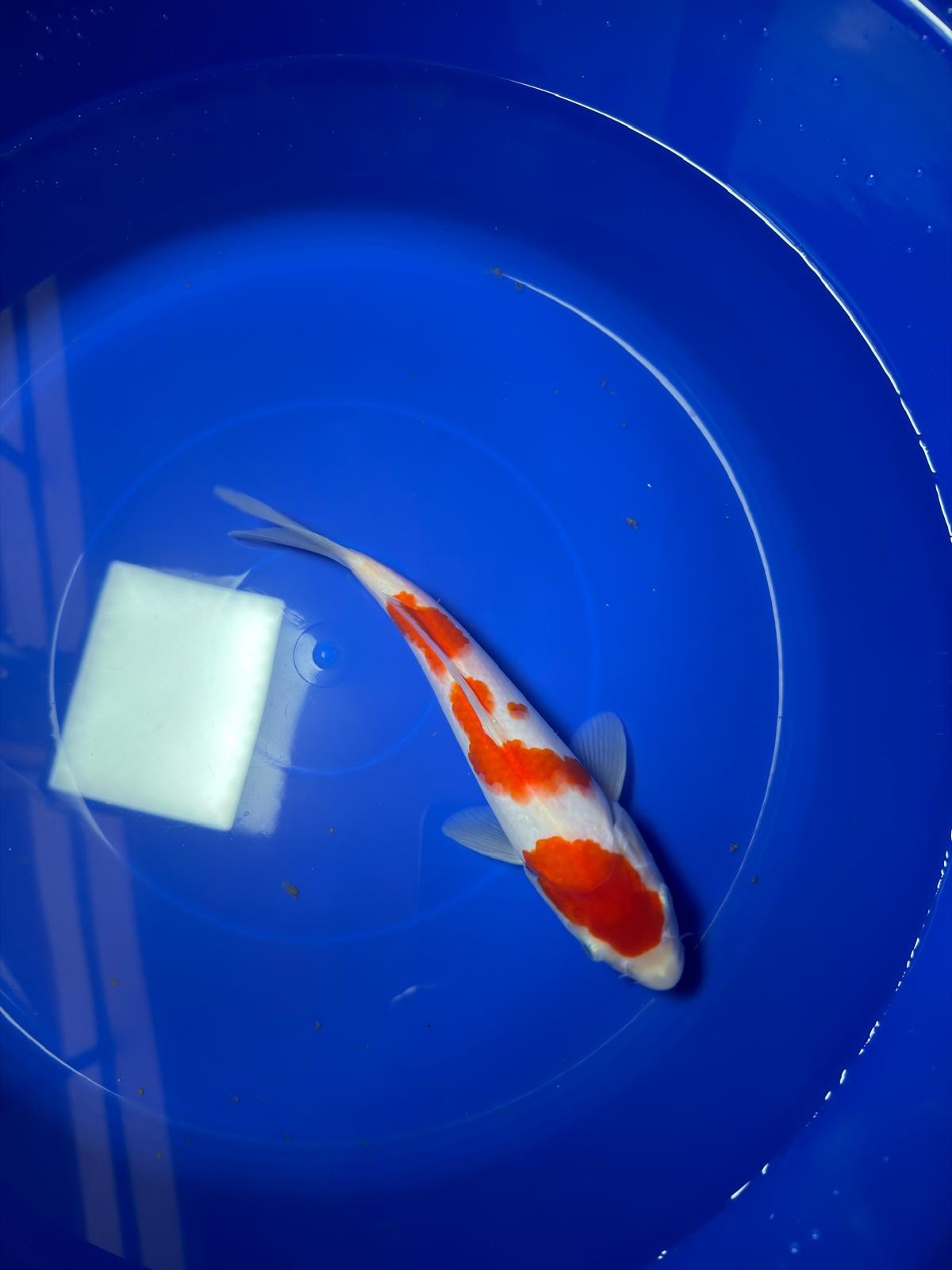 9" Kohaku Japanese Imported (Hand Picked)