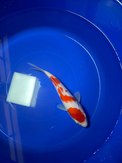 9" Kohaku Japanese Imported (Hand Picked)