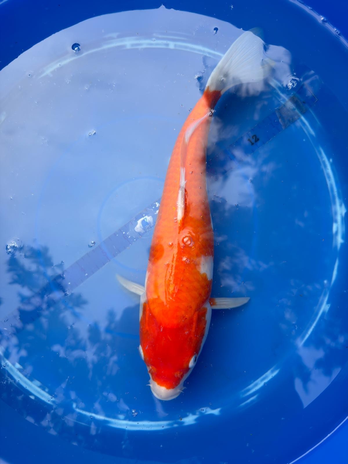 Japanese Dainichi Kohaku 12"