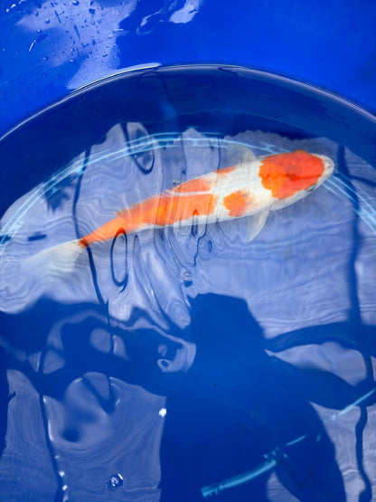 Japanese Goshiki Koi 10.5"