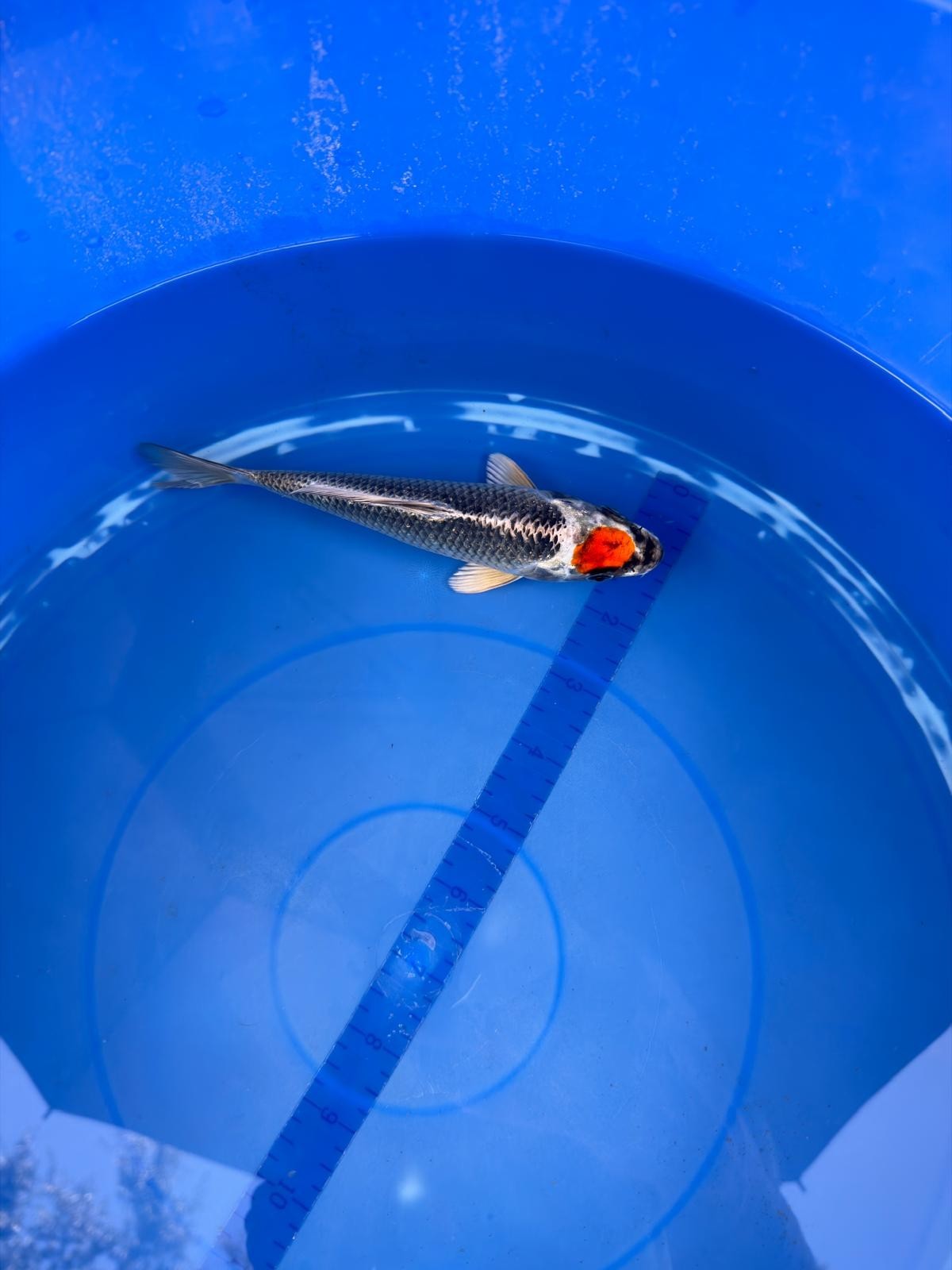 6"  Tancho Kujaku Japanese Import Koi (Hand Picked) T2