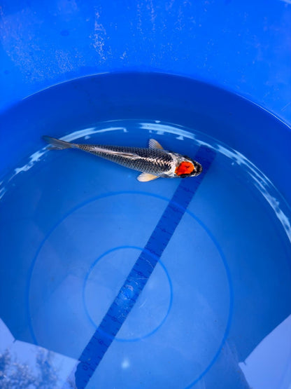 6"  Tancho Kujaku Japanese Import Koi (Hand Picked) T2
