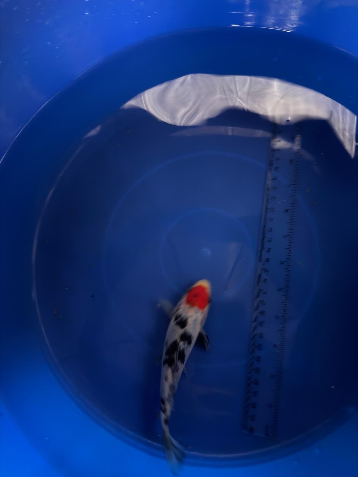 6"  Tancho Sanke Import Koi (Hand Picked) T3