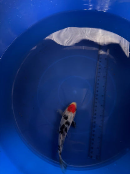 6"  Tancho Sanke Import Koi (Hand Picked) T3