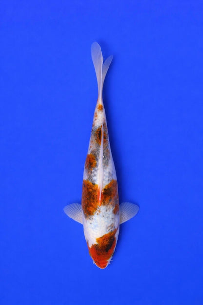 10" Goromo Japanese Import Koi
