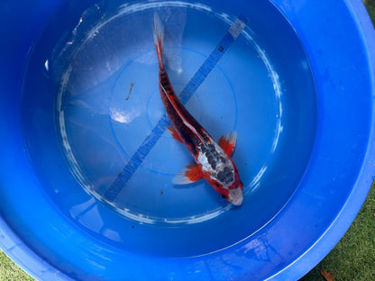 Shusui  Koi 12"
