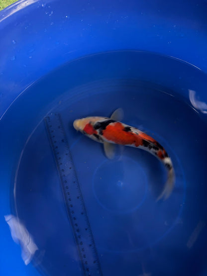 8"  Showa Japanese Import Koi (Hand Picked) T3