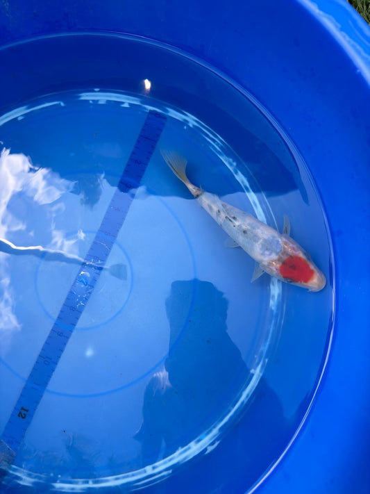 6"  Tancho Sanke Japanese Import Koi