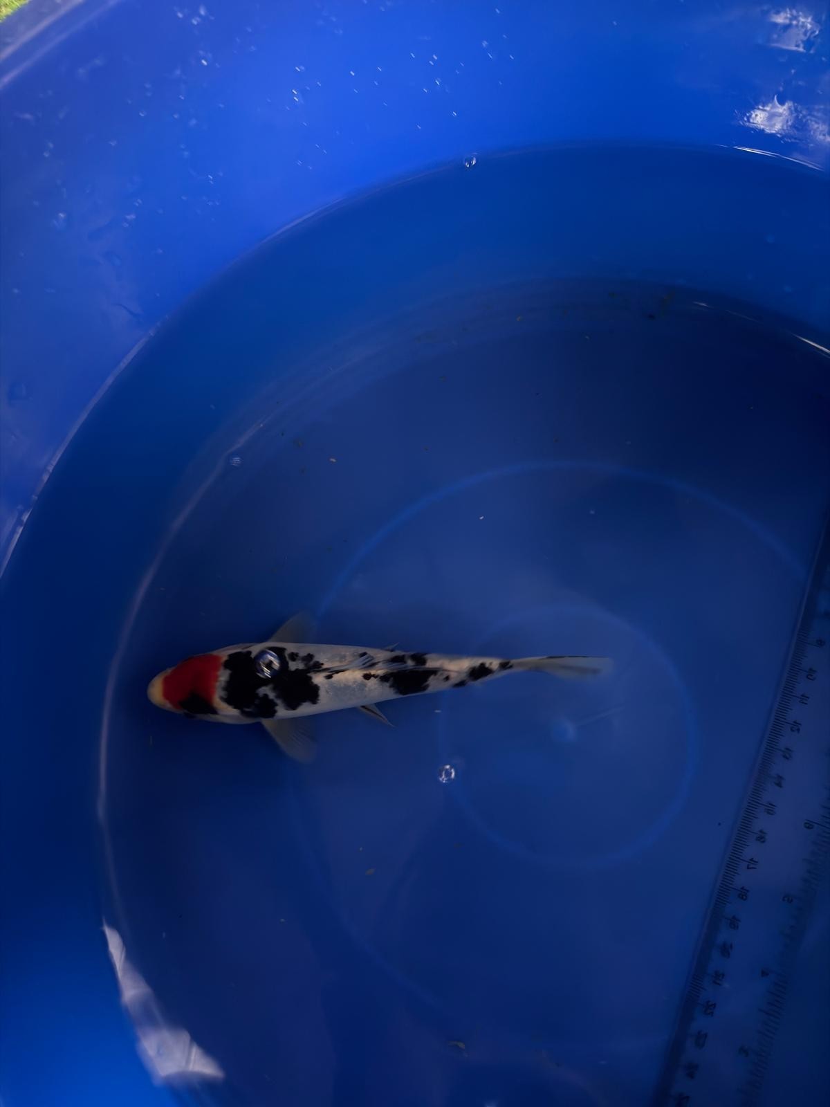 6"  Tancho Sanke Import Koi (Hand Picked) T3
