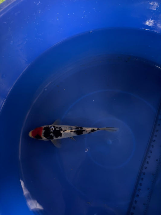 6"  Tancho Sanke Import Koi (Hand Picked) T3