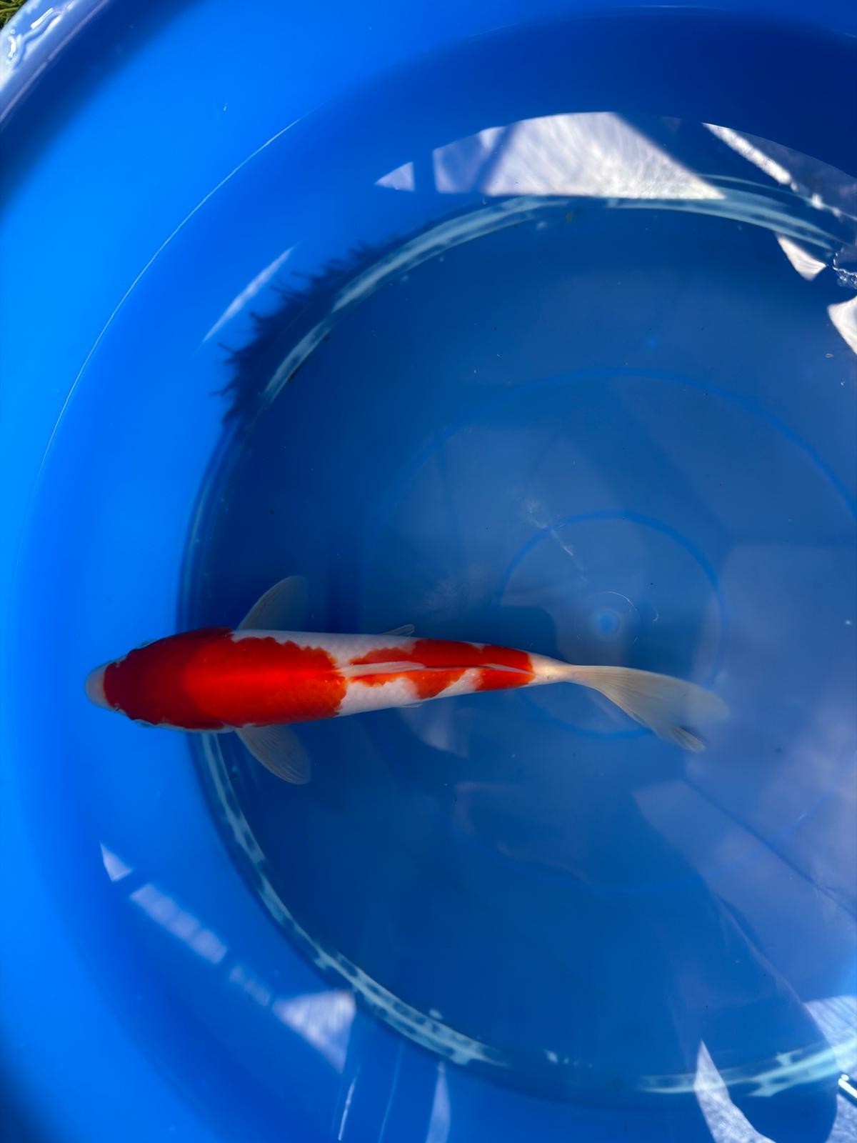 9" Kohaku Japanese Imported (Hand Picked) T2