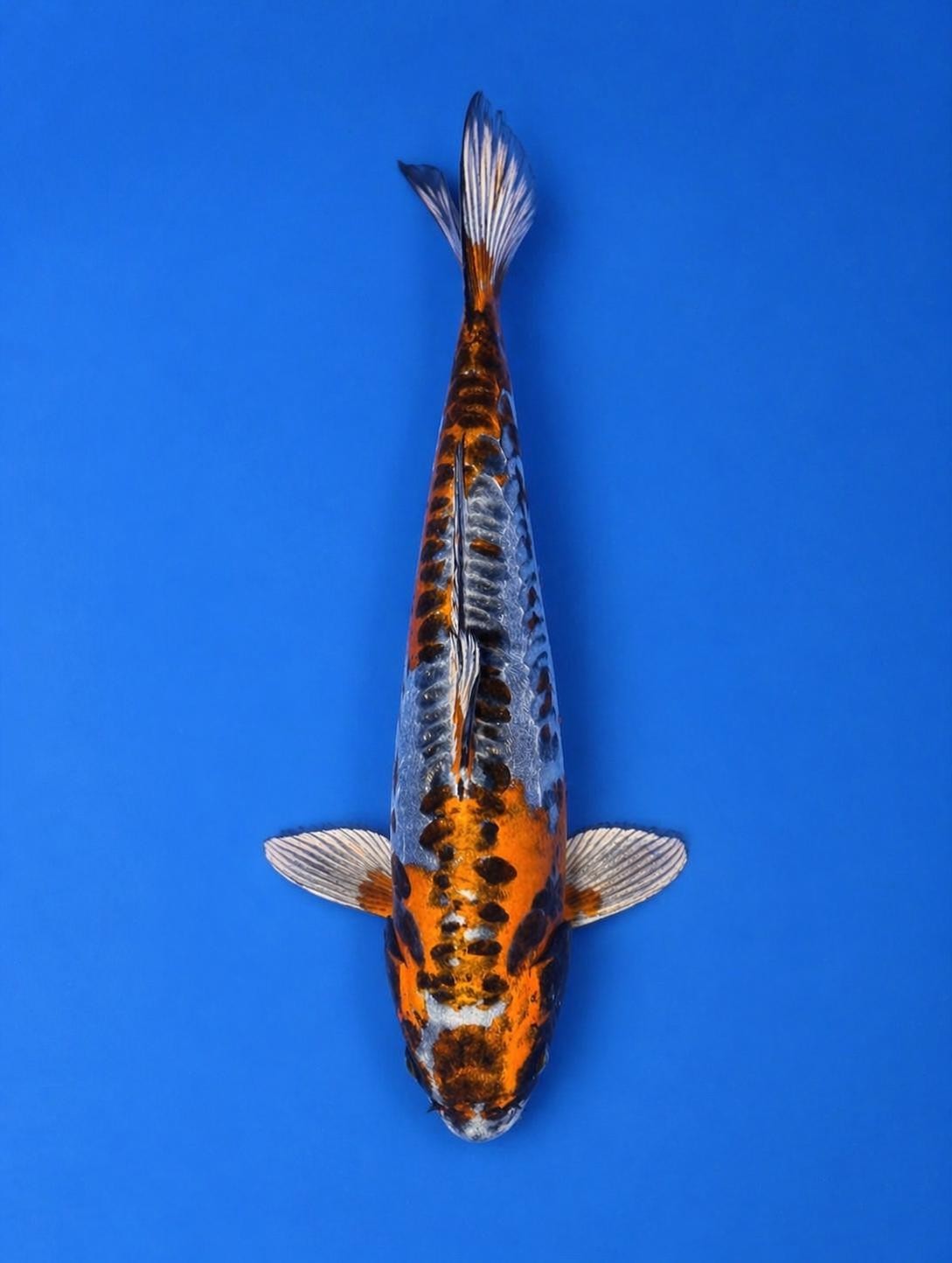 15" Inch Kin Kikokuryu Japanese Import Koi