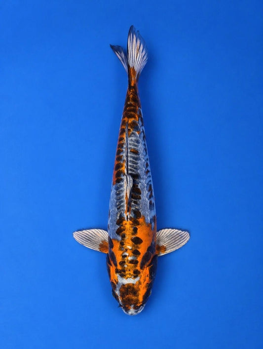 15" Inch Kin Kikokuryu Japanese Import Koi